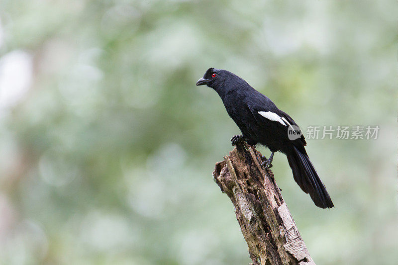 喜鹊:成年马来亚黑喜鹊(Platysmurus leucopterus)